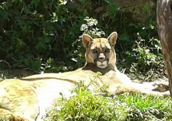 wildlife tigre